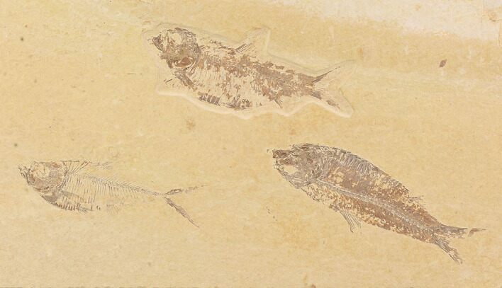 Fossil Fish Plate (Diplomystus & Knightia) - Wyoming #91597